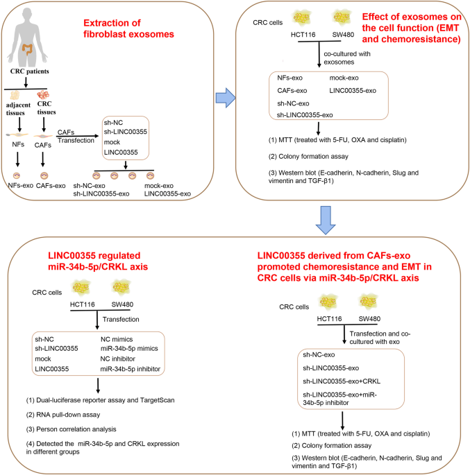 Cancer-associated fibroblast exosome LINC00355 promotes epithelial-mesenchymal transition and chemoresistance in colorectal cancer through the miR-34b-5p/CRKL axis