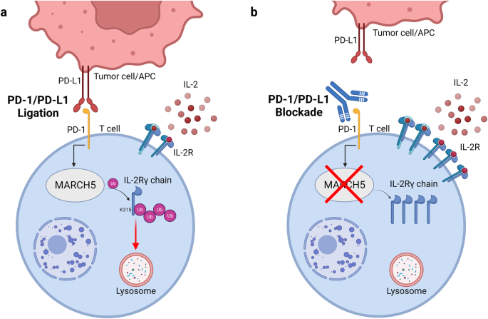 Caught in the middle: MARCH5 mediates PD-1-induced IL-2R degradation