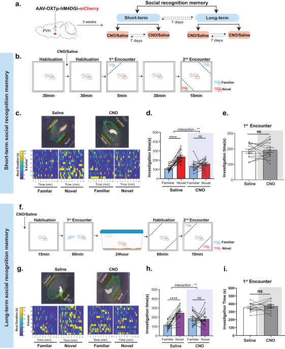 Oxytocin activity in the paraventricular and supramammillary nuclei of the hypothalamus is essential for social recognition memory in rats