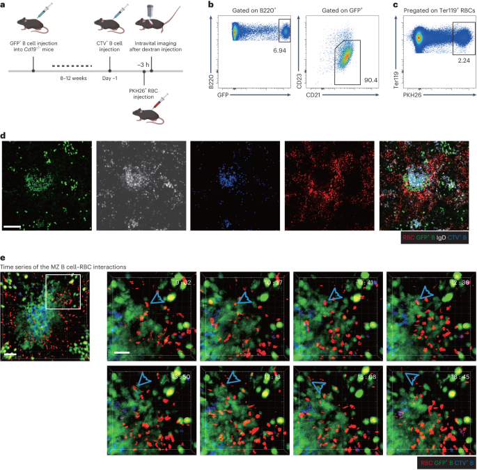 Dynamic encounters with red blood cells trigger splenic marginal zone B cell retention and function
