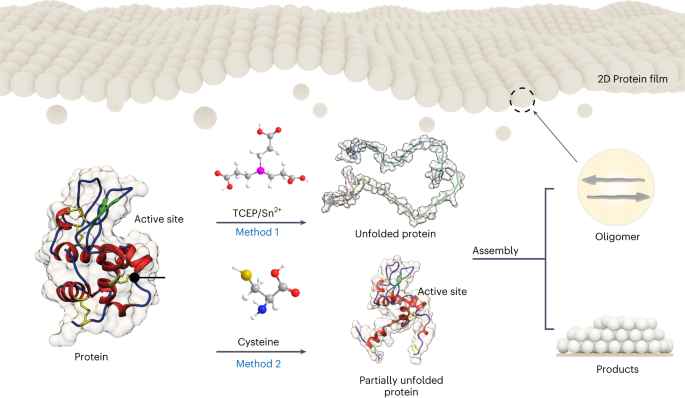 Synthesis and functionalization of scalable and versatile 2D protein films via amyloid-like aggregation