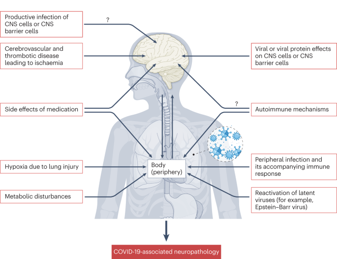The neurobiology of SARS-CoV-2 infection