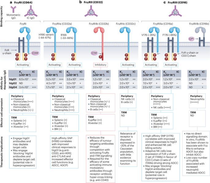 Fcγ receptors and immunomodulatory antibodies in cancer