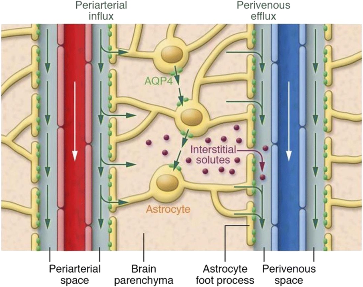 The Glymphatic System in Humans: Investigations With Magnetic Resonance Imaging