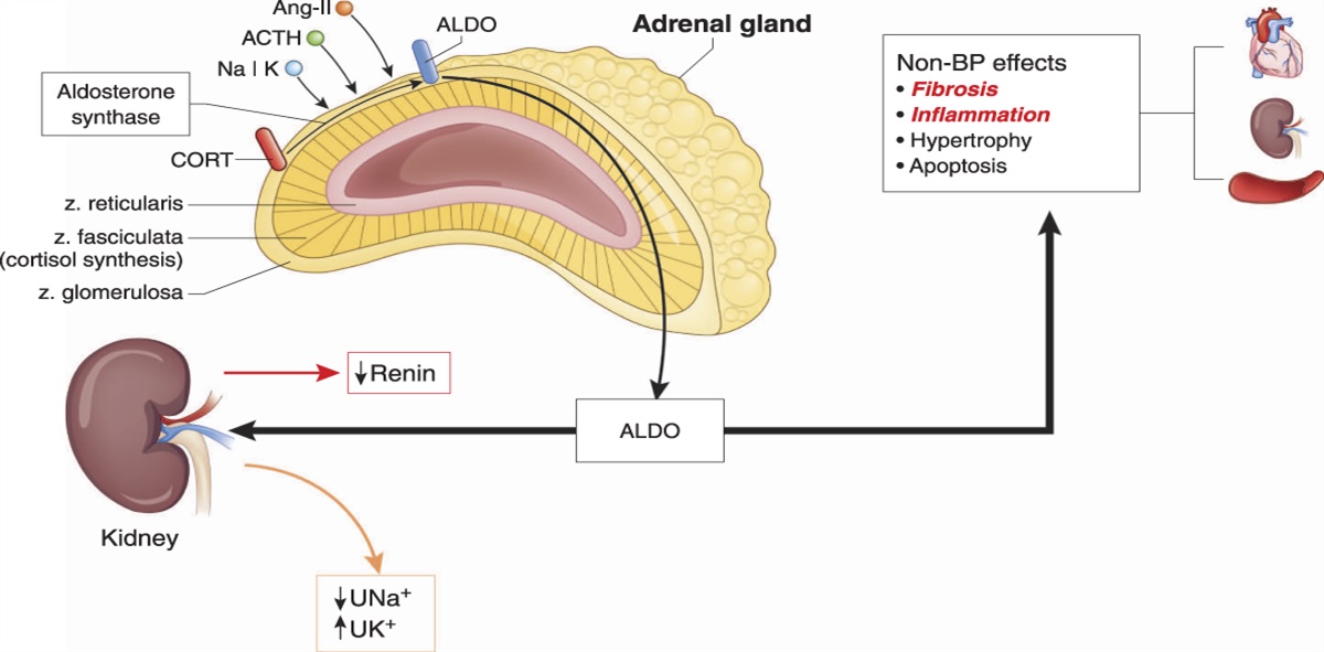 Blocking Aldosterone Synthesis: Whose BrigHTN Idea Was That?