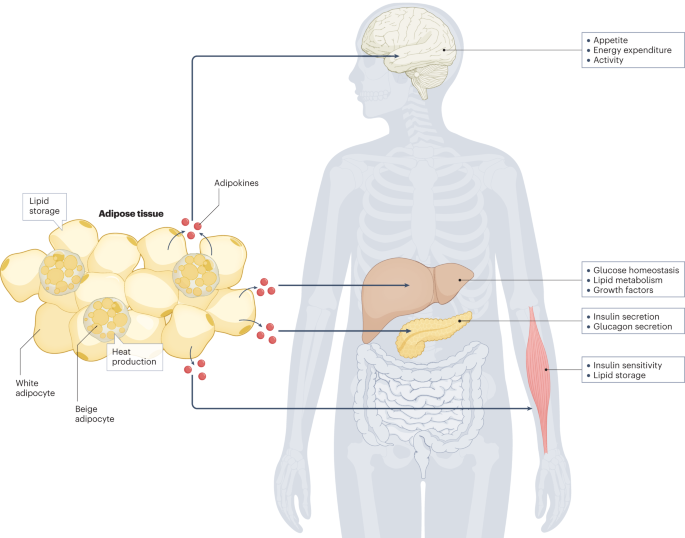 Gut microbiota in overweight and obesity: crosstalk with adipose tissue