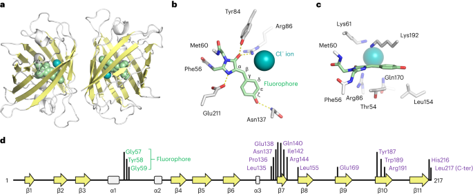 A monomeric StayGold fluorescent protein
