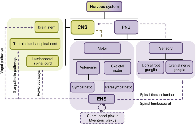 The nerve cells in gastrointestinal cancers: from molecular mechanisms to clinical intervention