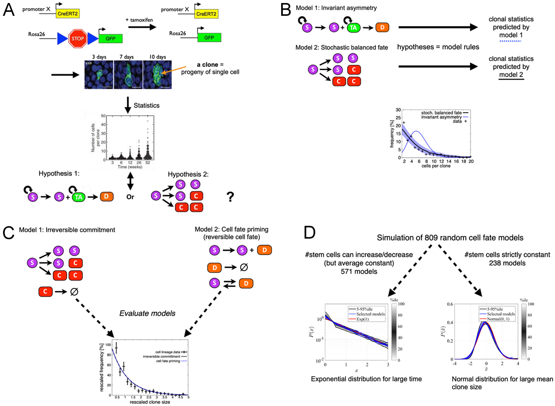 Quantitative Modelling in Stem Cell Biology and Beyond: How to Make Best Use of It