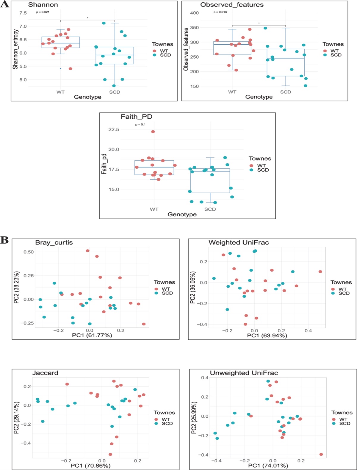 Gut microbiota dysbiosis alters chronic pain behaviors in a humanized transgenic mouse model of sickle cell disease