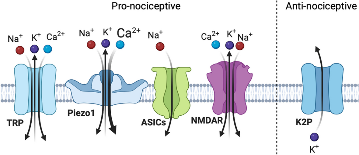 Mechanosensitive receptors in migraine: a systematic review