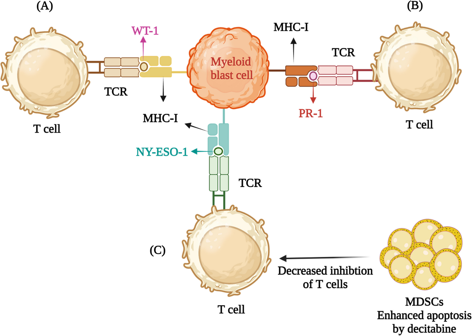 Vaccines: a promising therapy for myelodysplastic syndrome
