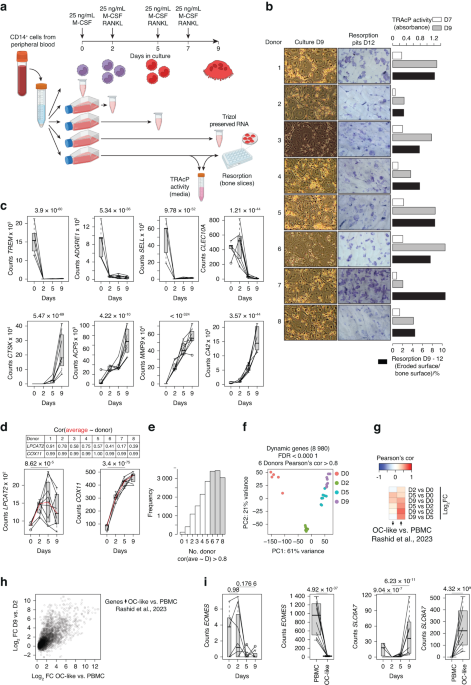 Transcriptional reprogramming during human osteoclast differentiation identifies regulators of osteoclast activity