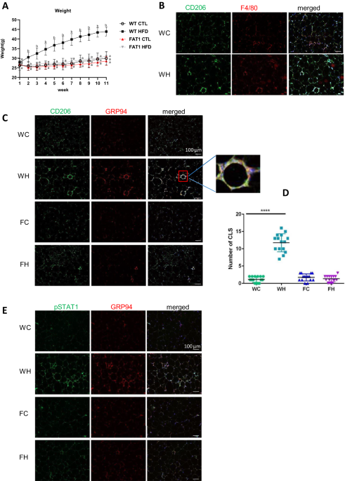 The endoplasmic reticulum stress protein GRP94 modulates cathepsin L activity in M2 macrophages in conditions of obesity-associated inflammation and contributes to their pro-inflammatory profile