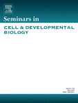The role of mitochondrial dynamics in oocyte and early embryo development