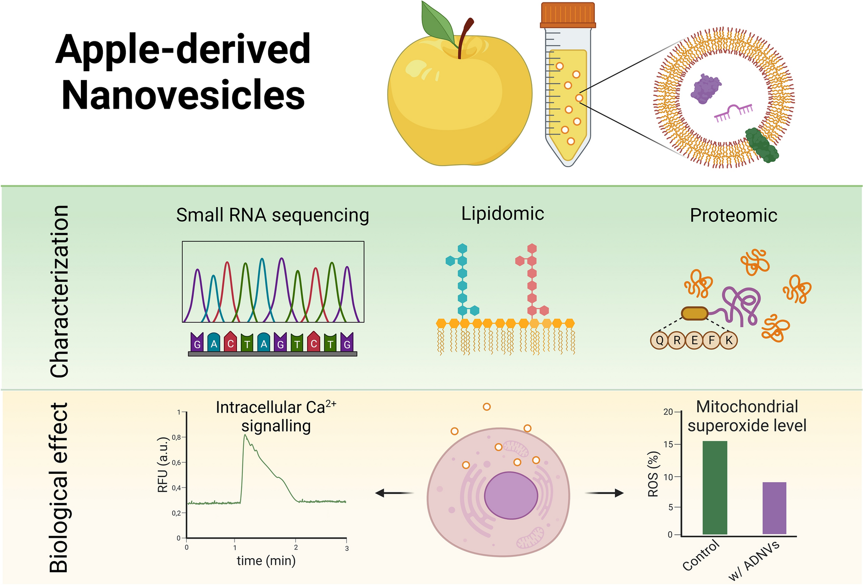 Link between organic nanovescicles from vegetable kingdom and human cell physiology: intracellular calcium signalling