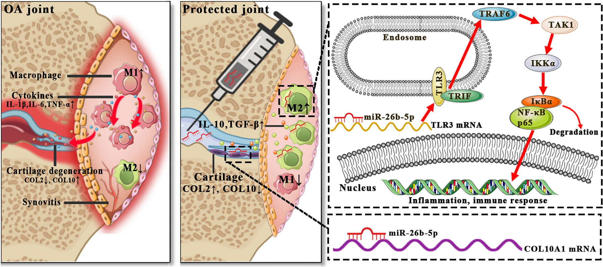 M2 macrophage-derived exosomal miR-26b-5p regulates macrophage polarization and chondrocyte hypertrophy by targeting TLR3 and COL10A1 to alleviate osteoarthritis