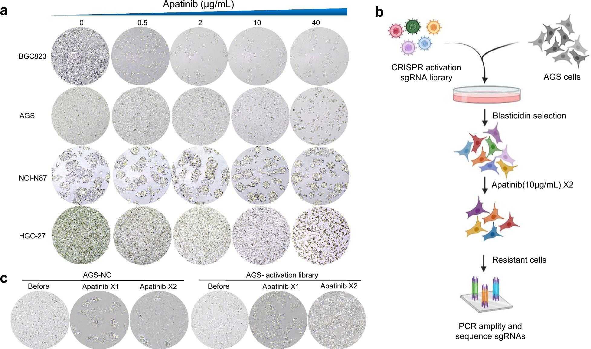 Genome-wide CRISPR screen identifies ESPL1 limits the response of gastric cancer cells to apatinib