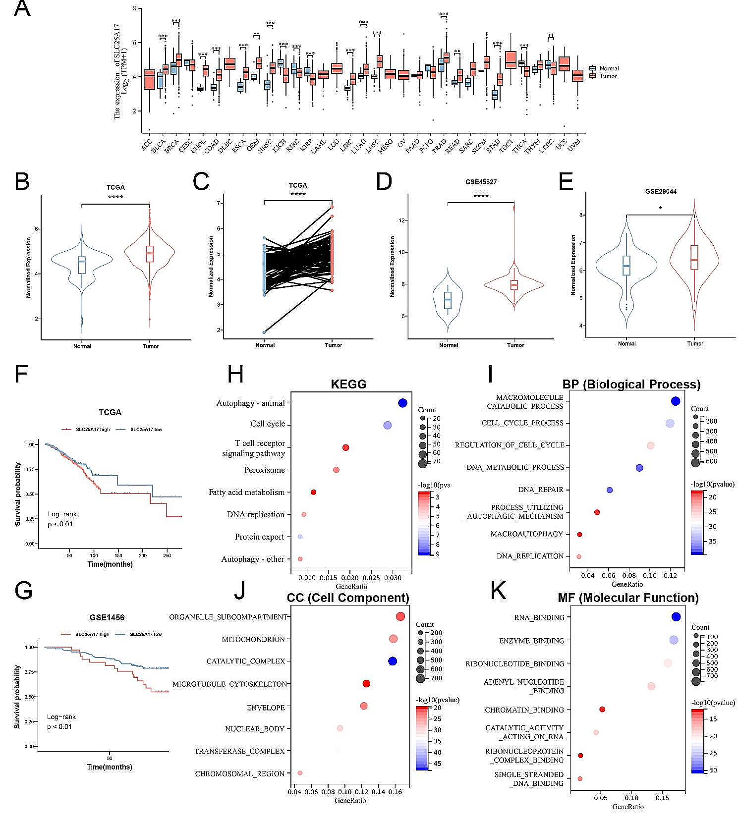 SLC25A17 inhibits autophagy to promote triple-negative breast cancer tumorigenesis by ROS-mediated JAK2/STAT3 signaling pathway