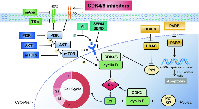 Recent progress of CDK4/6 inhibitors’ current practice in breast cancer