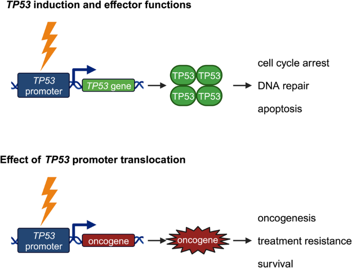 A guardian turned rogue: TP53 promoter translocations rewire stress responses to oncogenic effectors in osteosarcoma