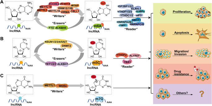 Emerging role of RNA modification and long noncoding RNA interaction in cancer