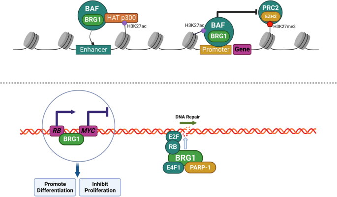 The golden key to open mystery boxes of SMARCA4-deficient undifferentiated thoracic tumor: focusing immunotherapy, tumor microenvironment and epigenetic regulation