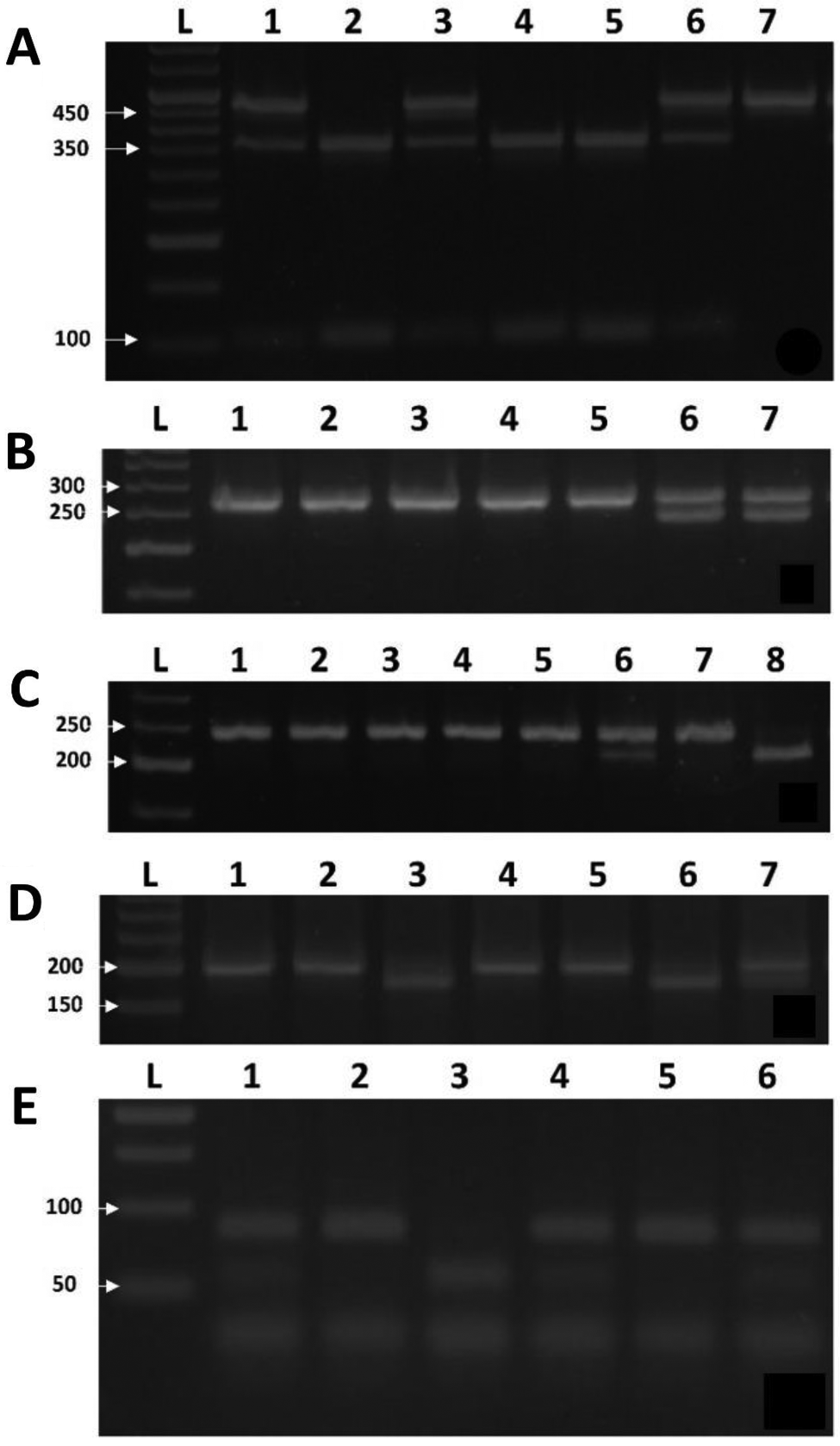 Association of inherited thrombophilia mutations and their combinations among palestinian women with unexplained recurrent miscarriage