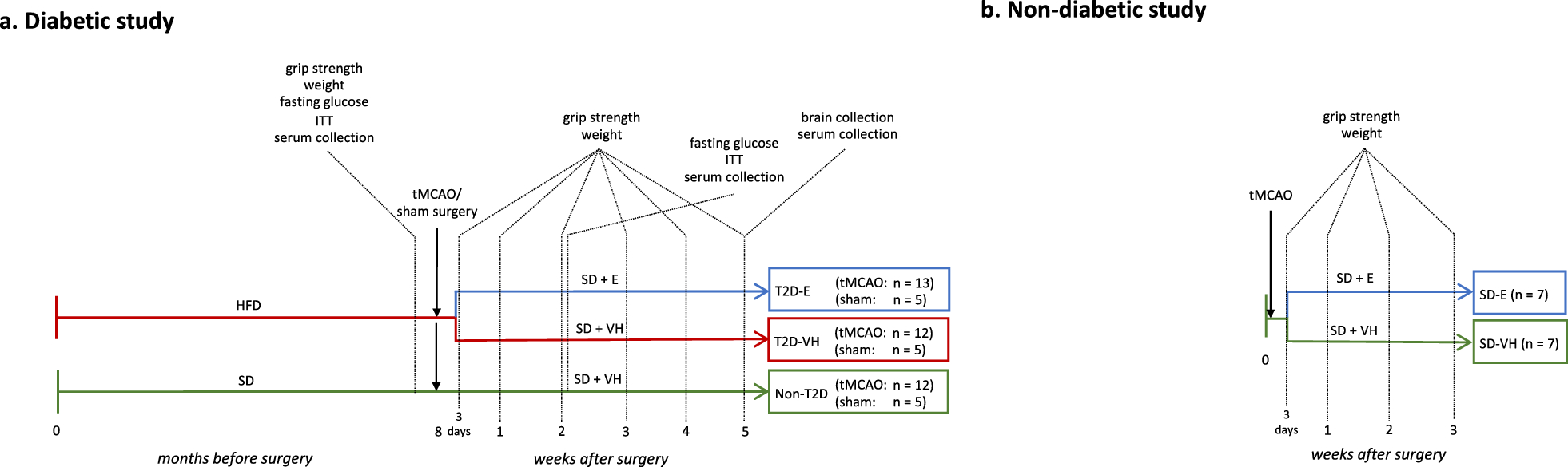 The SGLT2 inhibitor Empagliflozin promotes post-stroke functional recovery in diabetic mice
