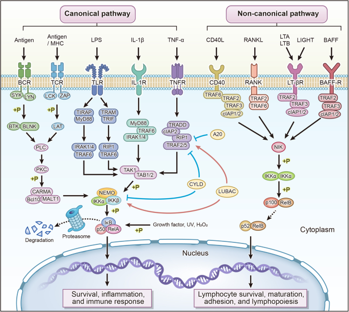 NF-κB in biology and targeted therapy: new insights and translational implications