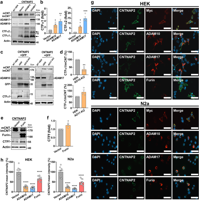 Contactin-associated protein-like 2 (CNTNAP2) mutations impair the essential α-secretase cleavages, leading to autism-like phenotypes