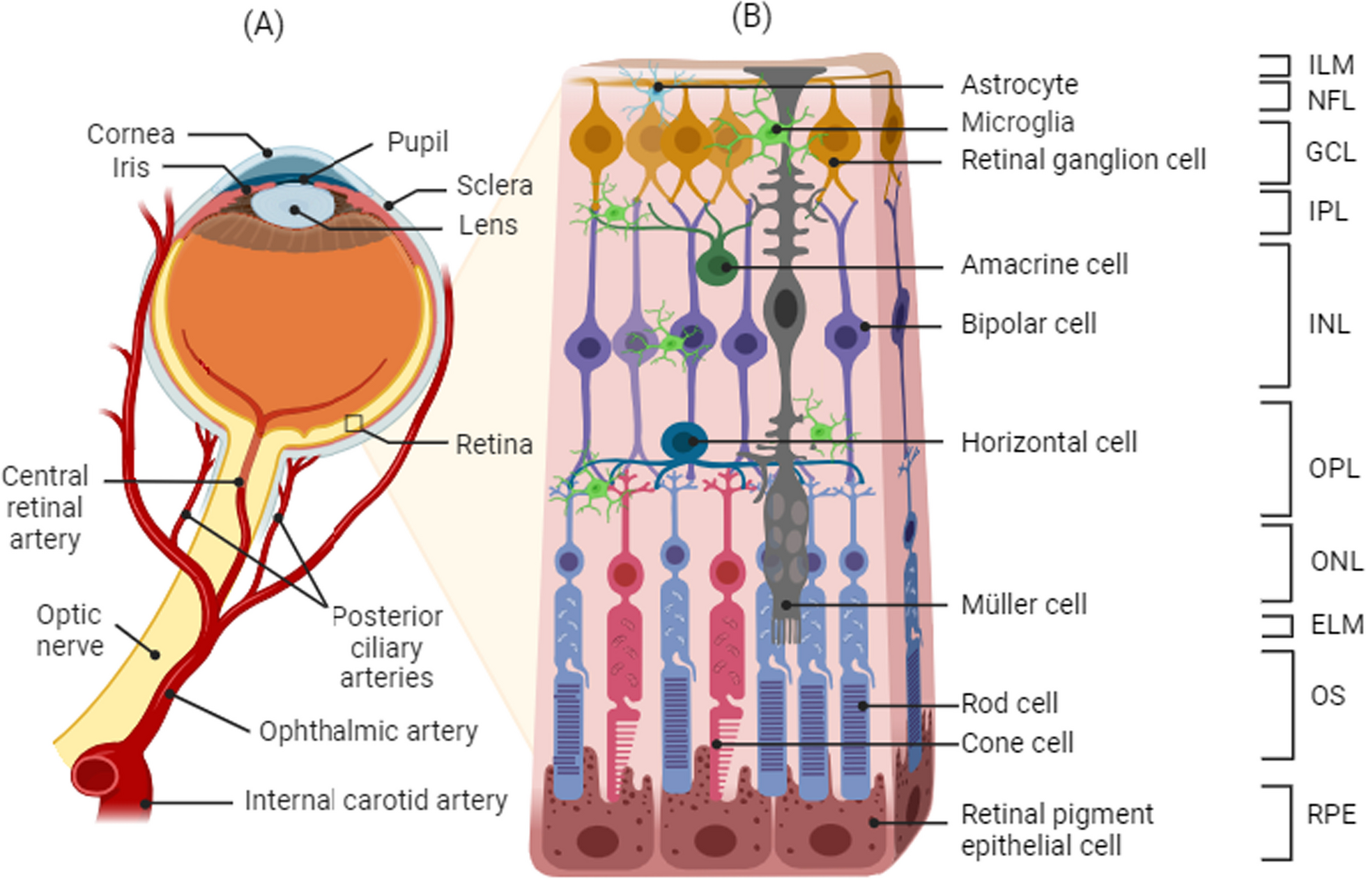 Role of myeloid cells in ischemic retinopathies: recent advances and unanswered questions