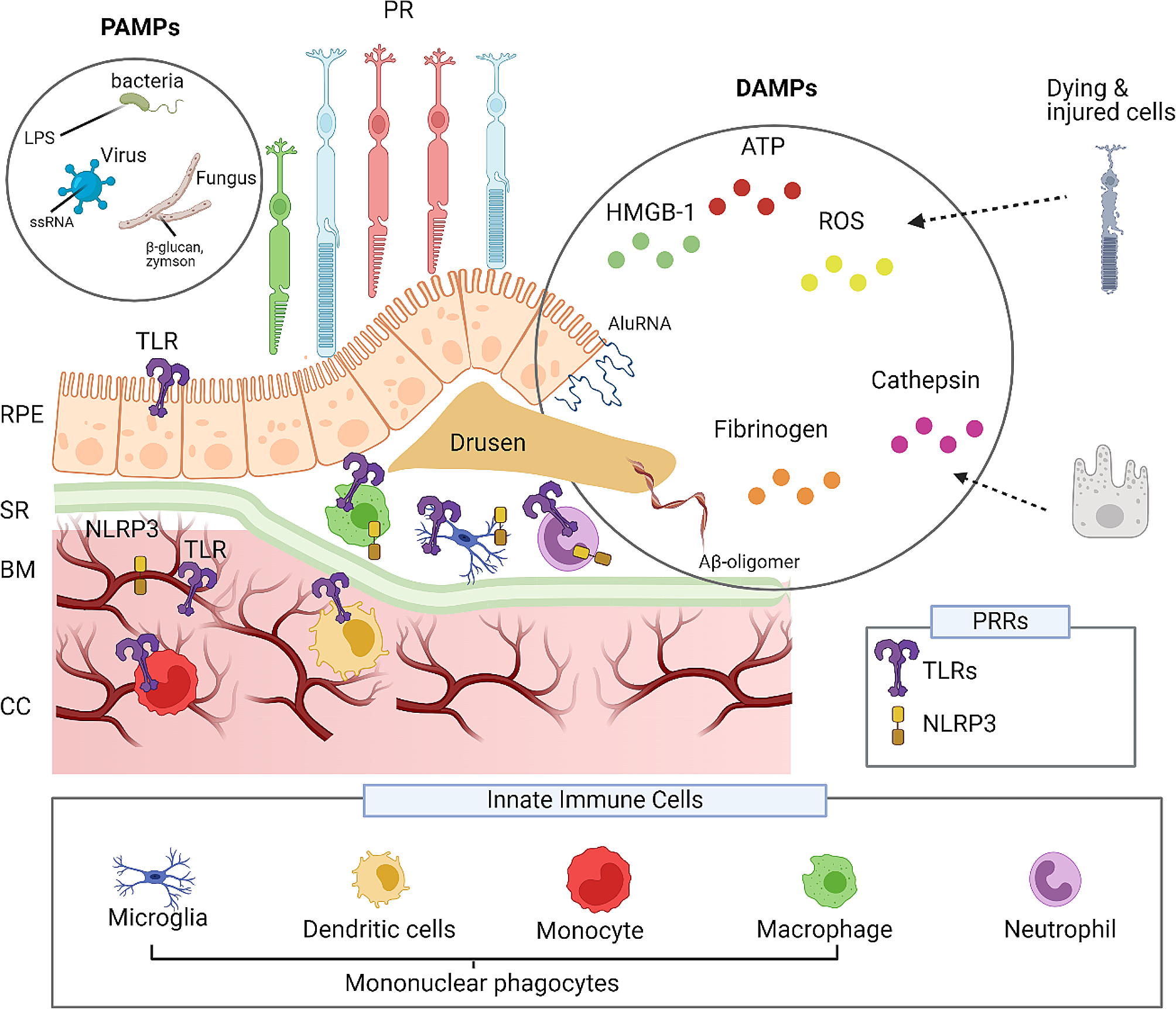 The contribution of pattern recognition receptor signalling in the development of age related macular degeneration: the role of toll-like-receptors and the NLRP3-inflammasome