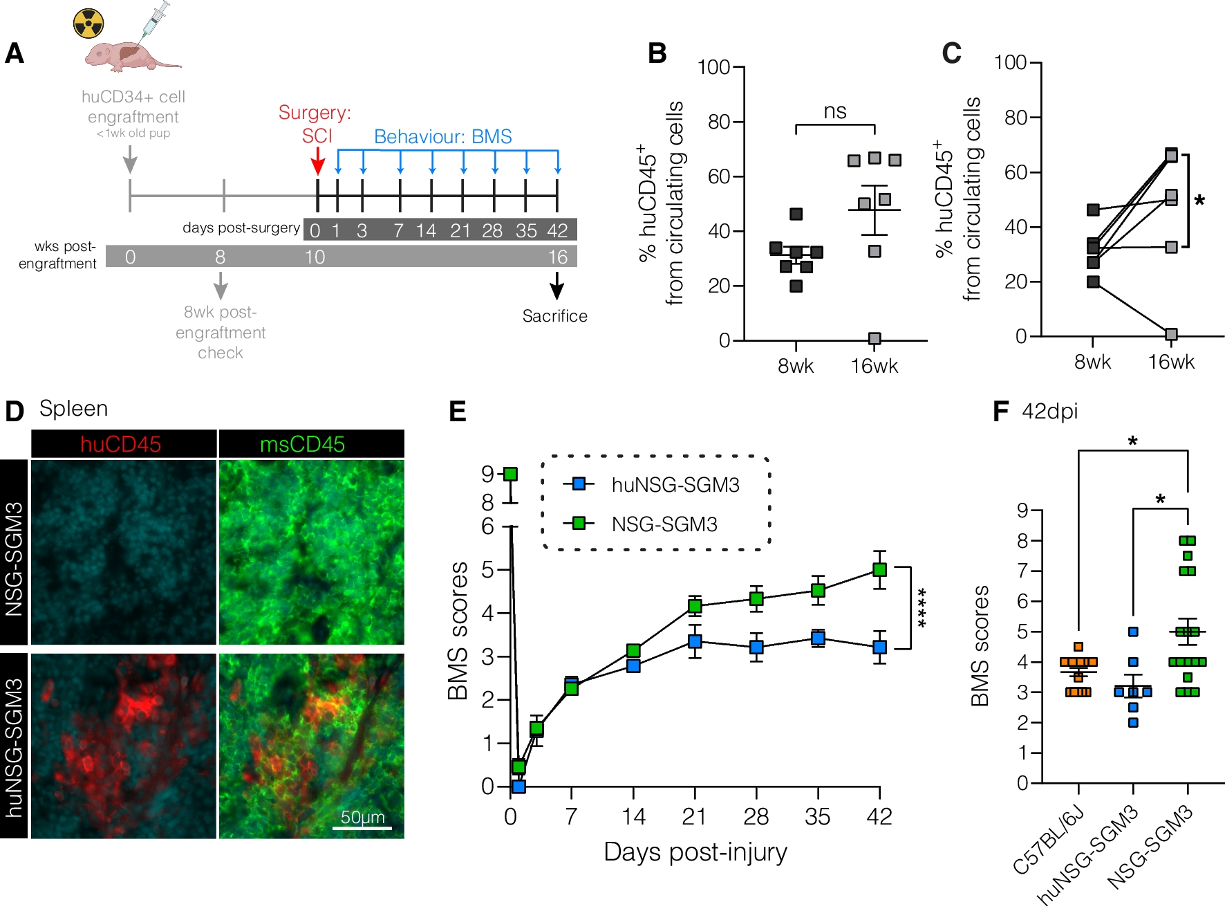Single-cell RNA sequencing reveals peripheral blood leukocyte responses to spinal cord injury in mice with humanised immune systems