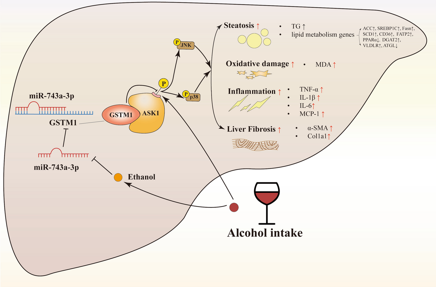The micro-743a-3p–GSTM1 pathway is an endogenous protective mechanism against alcohol-related liver disease in mice