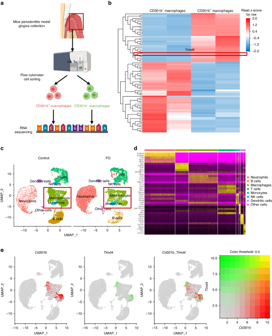 Tim4 deficiency reduces CD301b+ macrophage and aggravates periodontitis bone loss