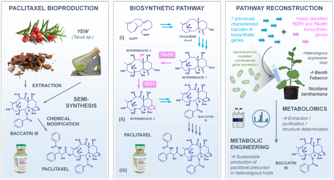 Metabolic engineering of the paclitaxel anticancer drug