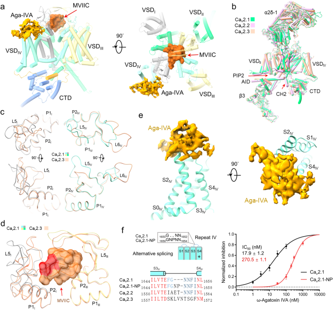 Structural basis for different ω-agatoxin IVA sensitivities of the P-type and Q-type Cav2.1 channels