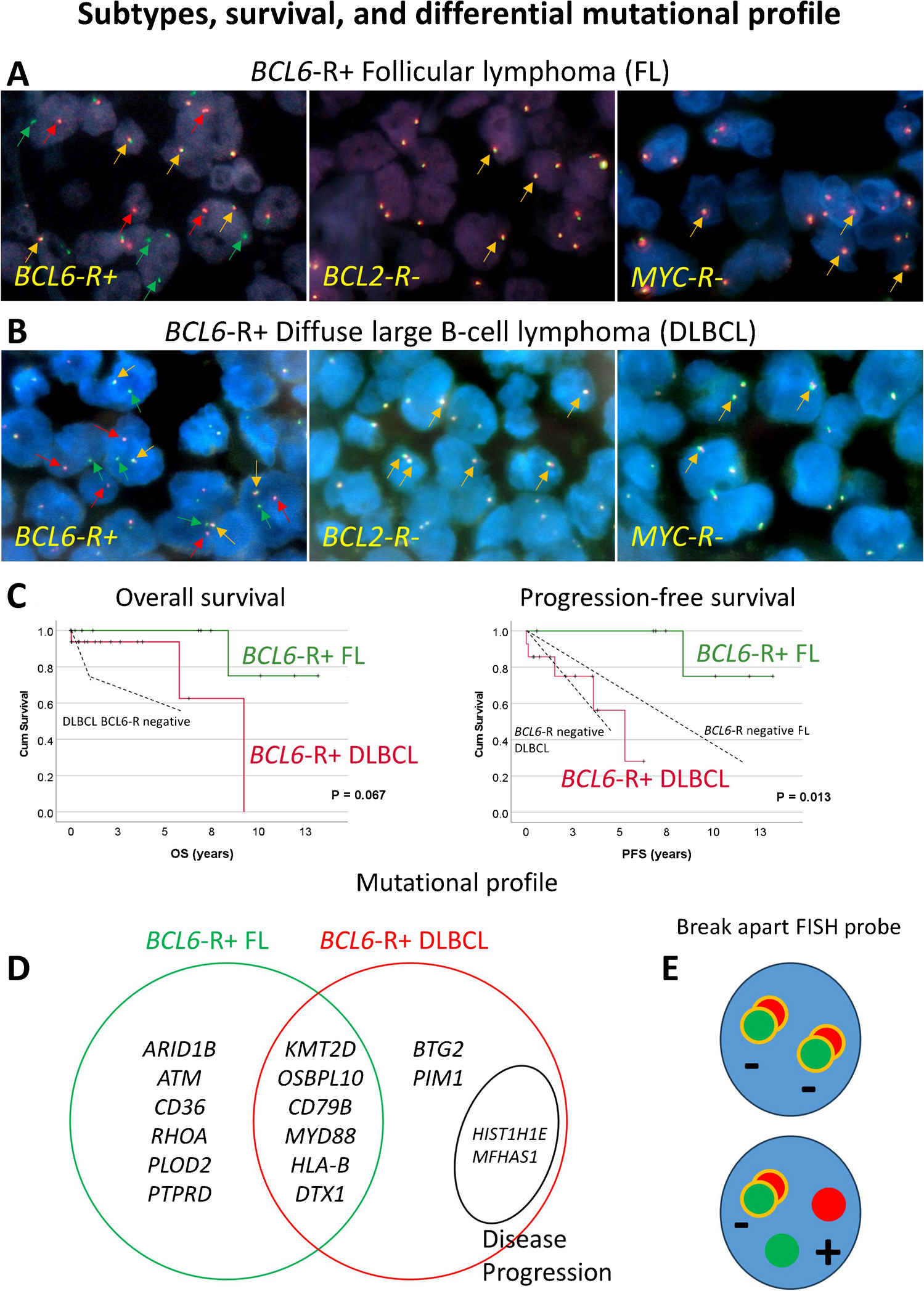 Mutational, immune microenvironment, and clinicopathological profiles of diffuse large B-cell lymphoma and follicular lymphoma with BCL6 rearrangement