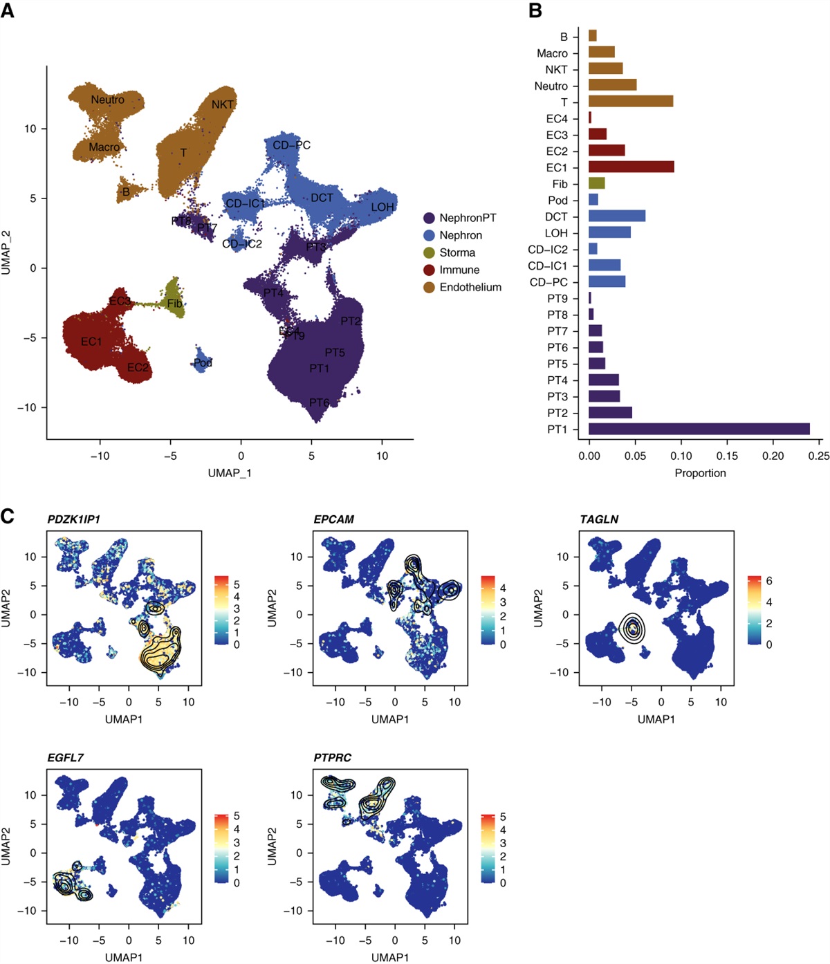 Integrated Single-Cell Transcriptomic Atlas of Human Kidney Endothelial Cells