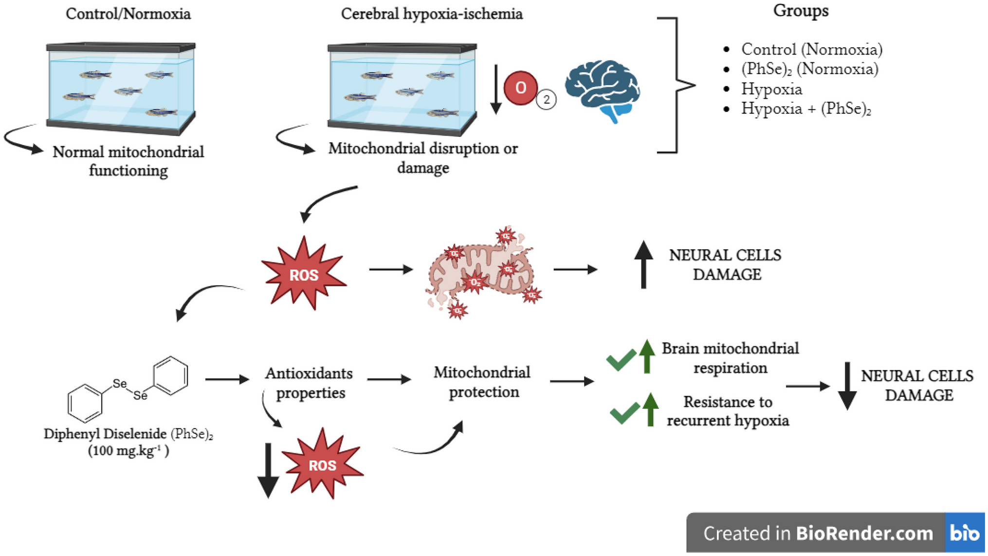Diphenyl Diselenide Attenuates Mitochondrial Damage During Initial Hypoxia and Enhances Resistance to Recurrent Hypoxia