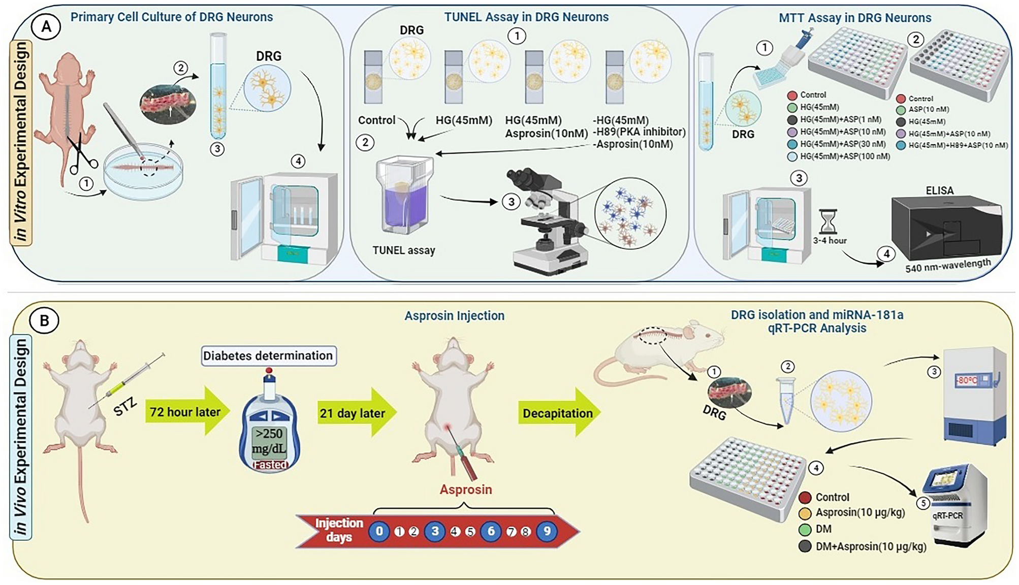 Modulation of Neuronal Damage in DRG by Asprosin in a High-Glucose Environment and Its Impact on miRNA181-a Expression in Diabetic DRG