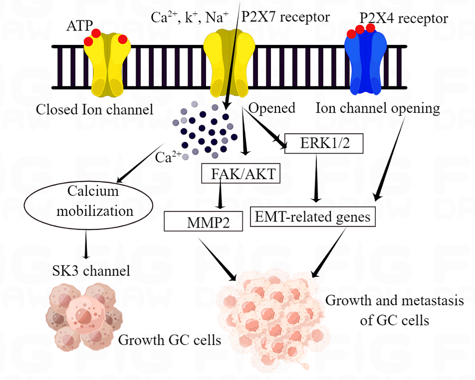 The functional role of P2 purinergic receptors in the progression of gastric cancer