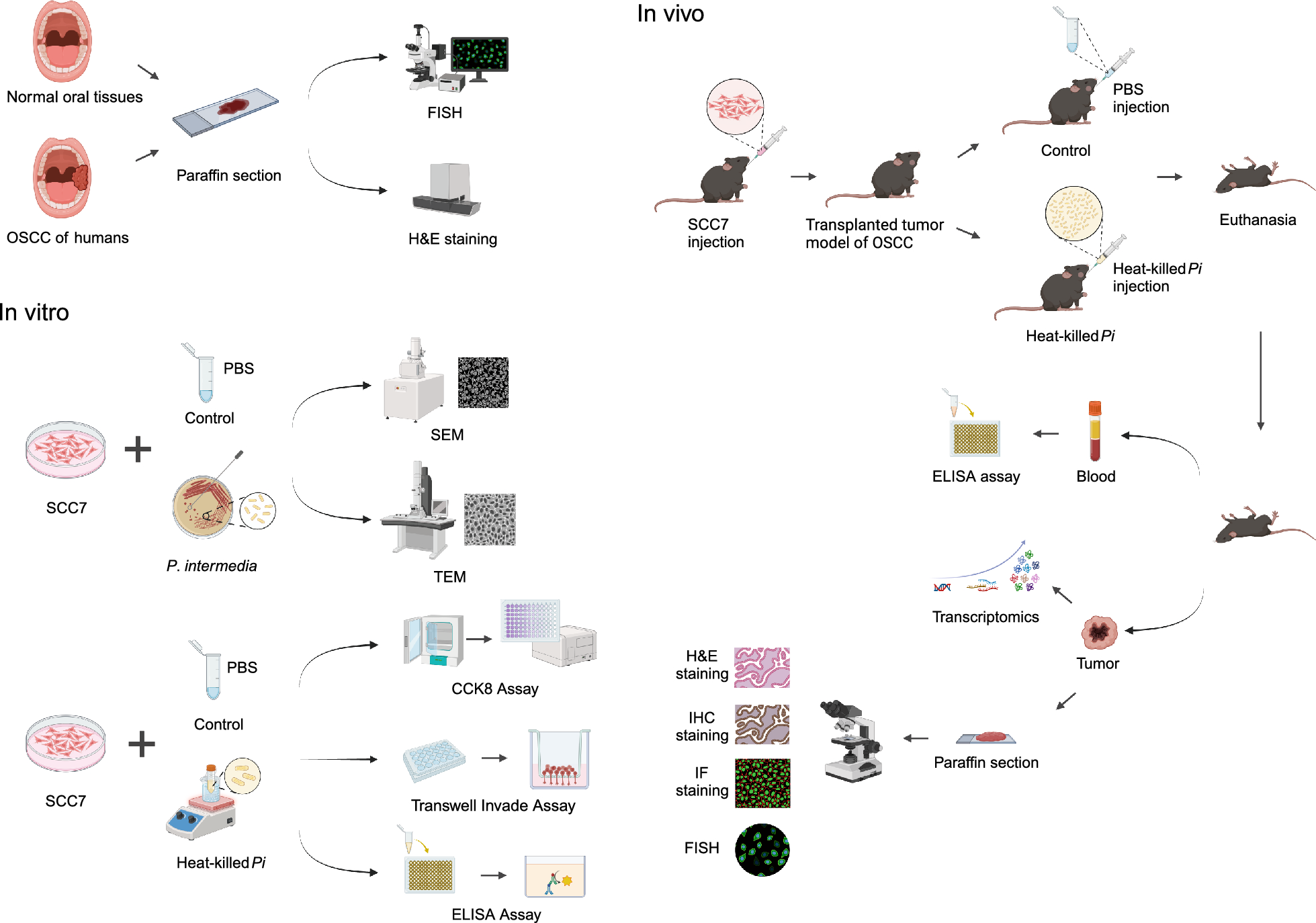 Heat-killed Prevotella intermedia promotes the progression of oral squamous cell carcinoma by inhibiting the expression of tumor suppressors and affecting the tumor microenvironment
