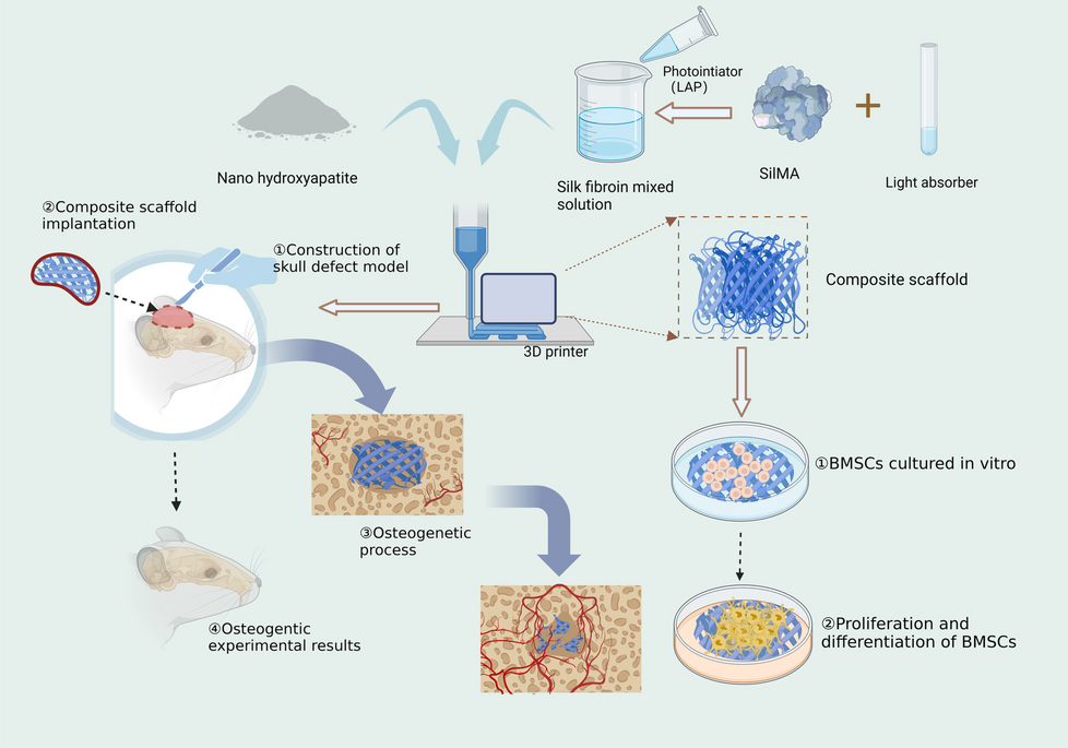 3D-printed nanohydroxyapatite/methylacrylylated silk fibroin scaffold for repairing rat skull defects