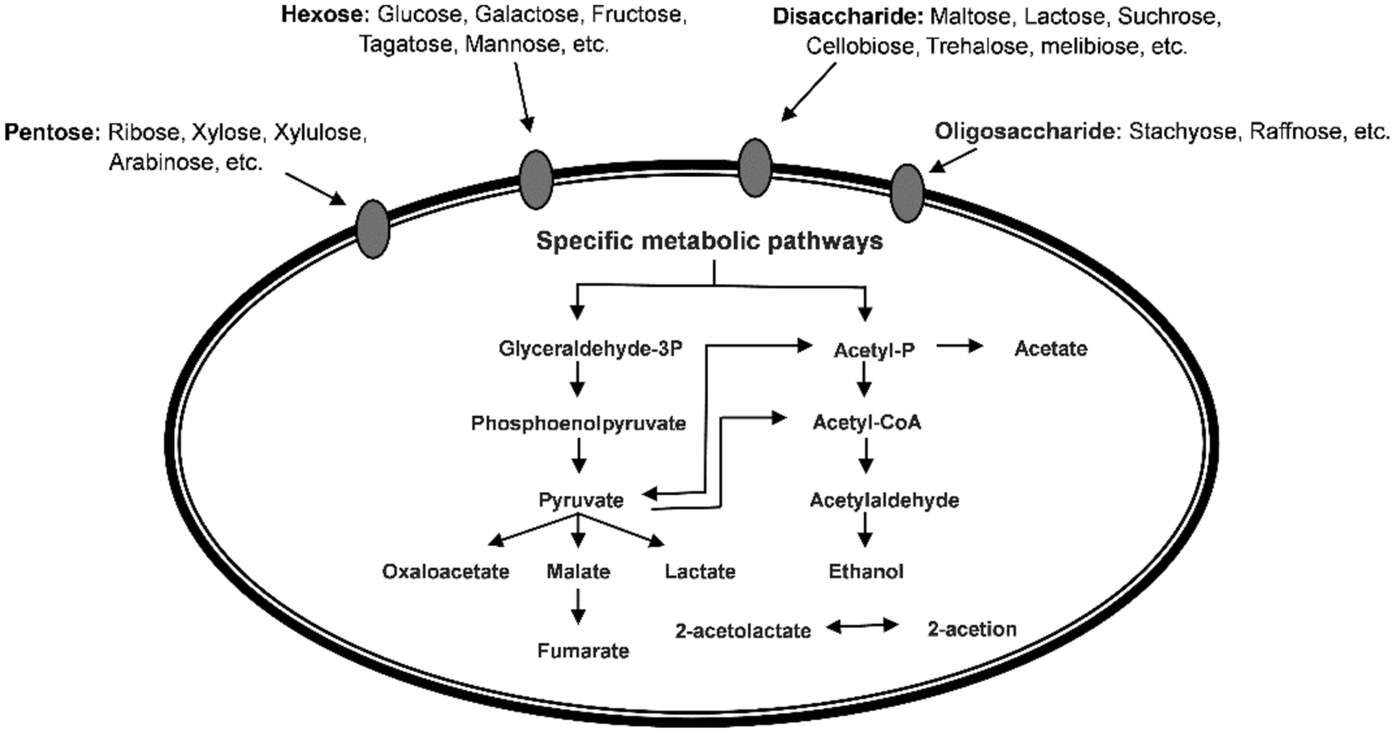 Halophilic lactic acid bacteria — Play a vital role in the fermented food industry