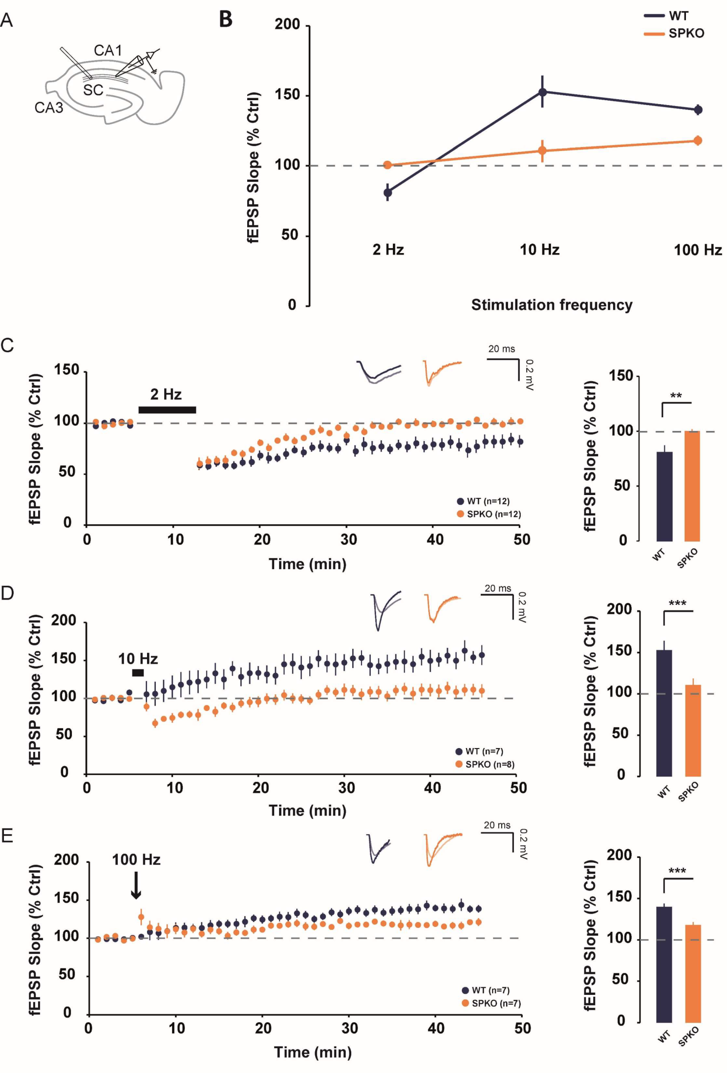 Synaptopodin is required for long-term depression at Schaffer collateral-CA1 synapses
