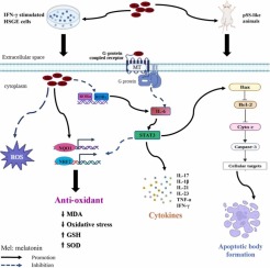 Melatonin improves salivary gland damage and hypofunction in pSS by inhibiting IL-6/STAT3 signaling through its receptor-dependent manner