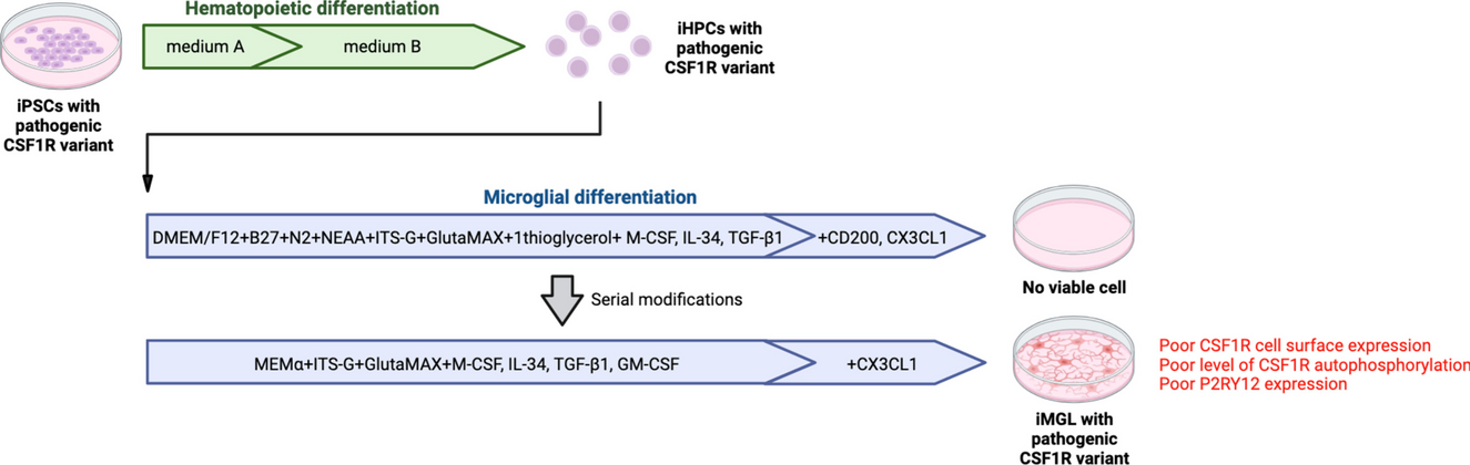 An adapted protocol to derive microglia from stem cells and its application in the study of CSF1R-related disorders