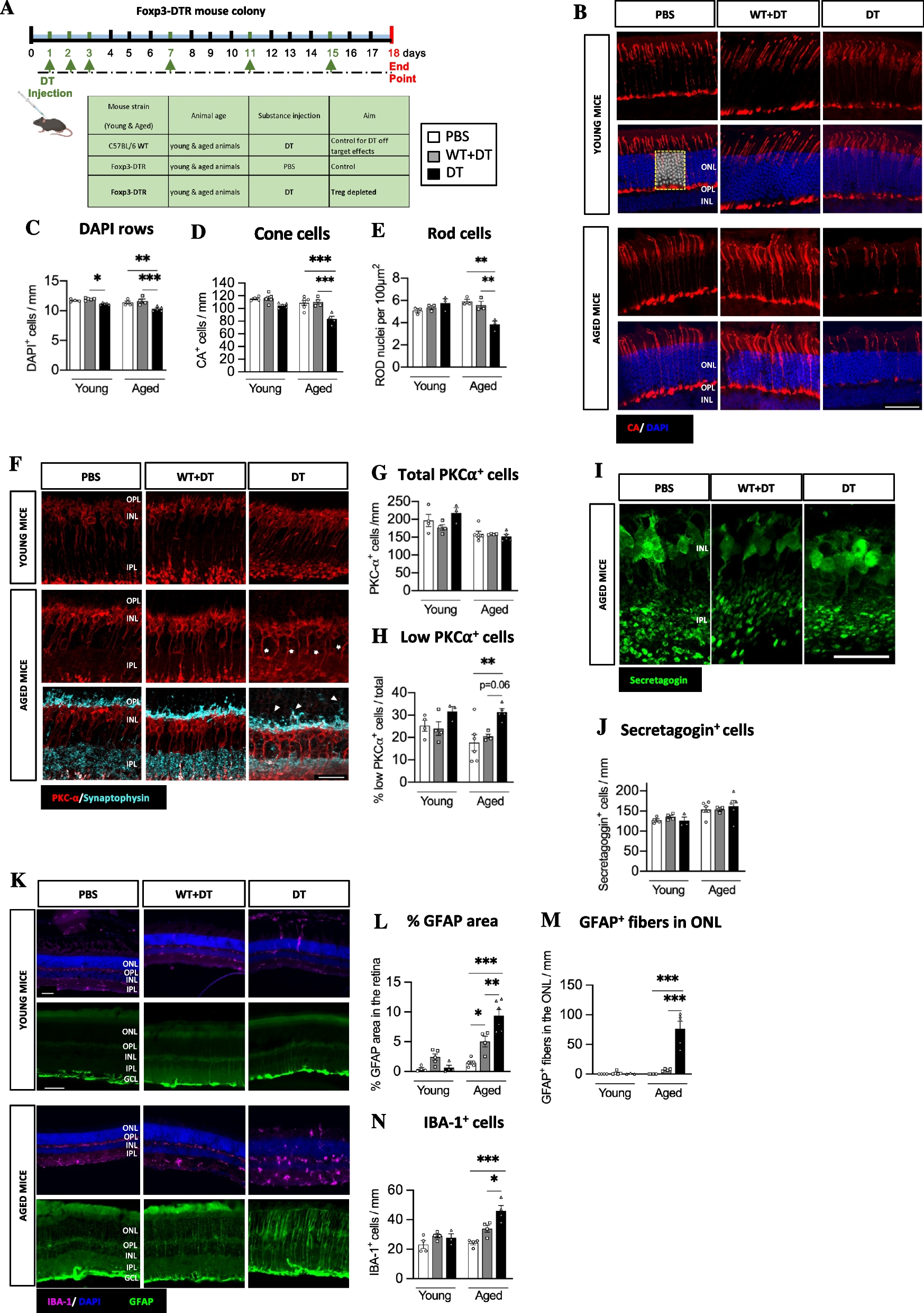 Regulatory T cells limit age-associated retinal inflammation and neurodegeneration